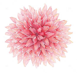 粉色手绘康乃馨花卉