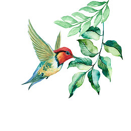 高清春天飞鸟下载