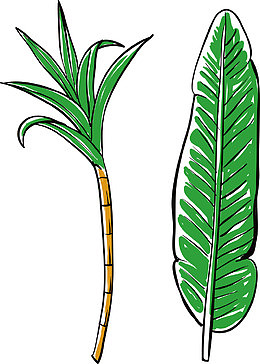 矢量手绘热带植物甘蔗芭蕉