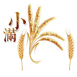 小满节气插图稻谷装饰插图