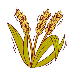 手绘装饰插图小满水稻插画