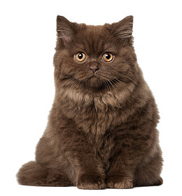 坐立的波斯猫