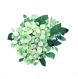 手绘绣球花图片素材