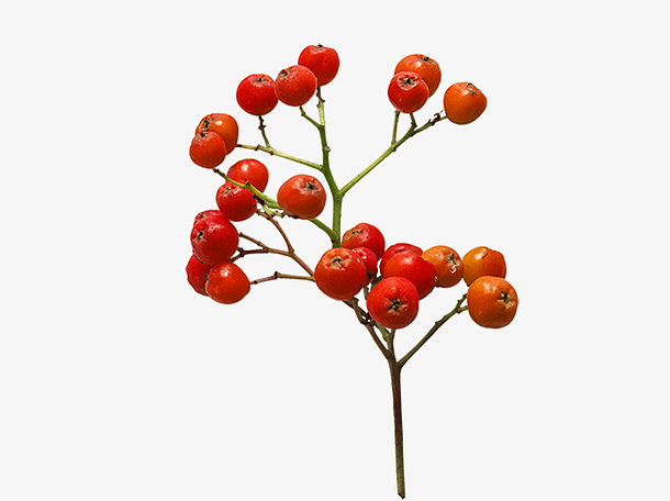 植物红果