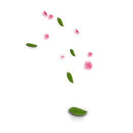 花瓣树叶