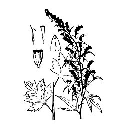 黑白艾叶手绘免费下载