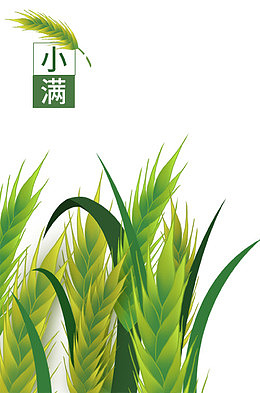 手绘装饰插图小满节气水稻插画