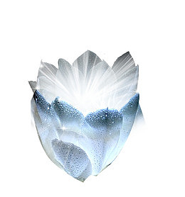 光芒昙花