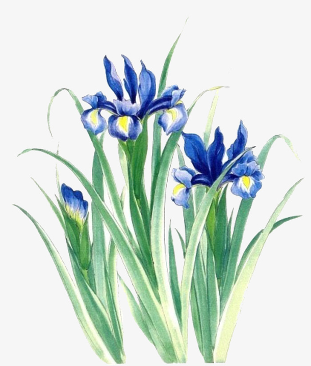 手绘蝴蝶兰花免抠素材免费下载_觅元素51yuansu.com