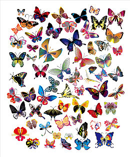 几十种漂亮花蝴蝶矢量素材