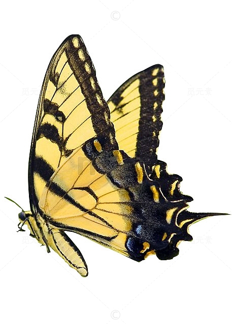 米黄色斑点蝴蝶