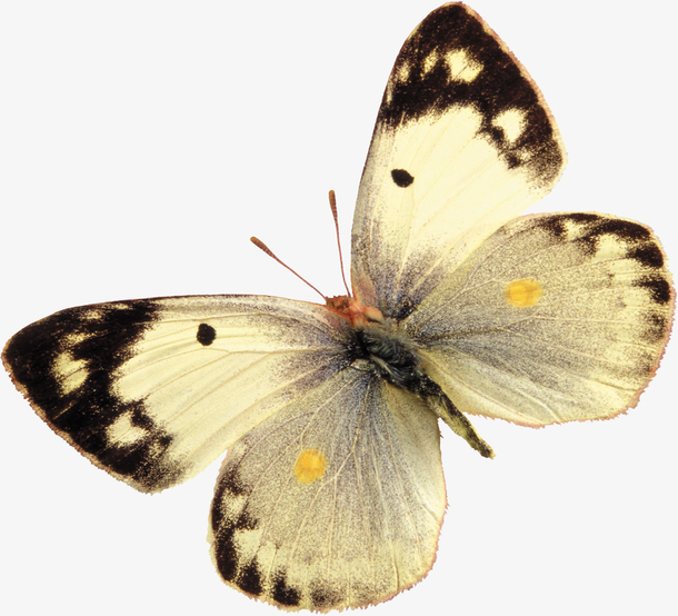 蝴蝶昆虫免抠素材免费下载_觅元素51yuansu.com