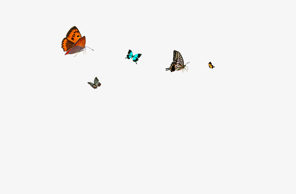 5只大小颜色不一的蝴蝶花丛