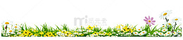 清新菊花草地