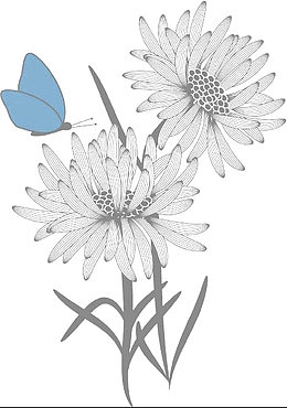 菊花和蓝色蝴蝶线描画