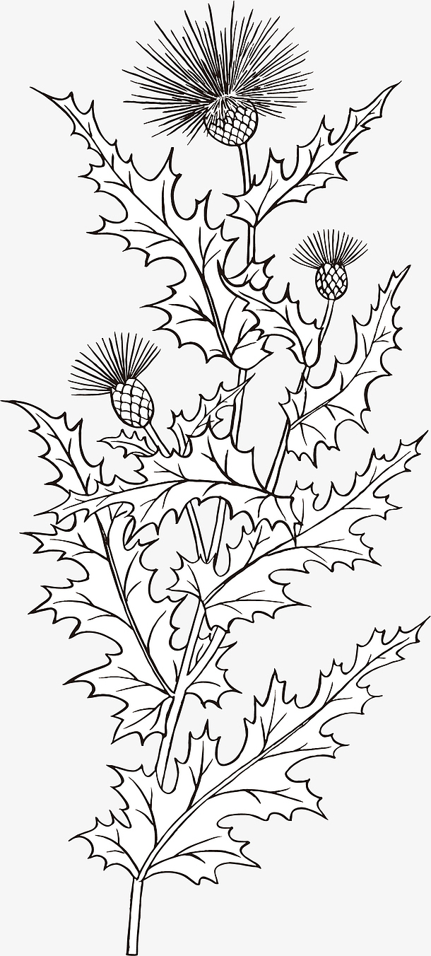 矢量手绘装饰线描蓟草植物图案