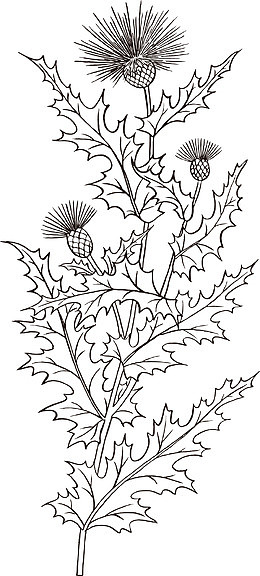 矢量手绘装饰线描蓟草植物图案