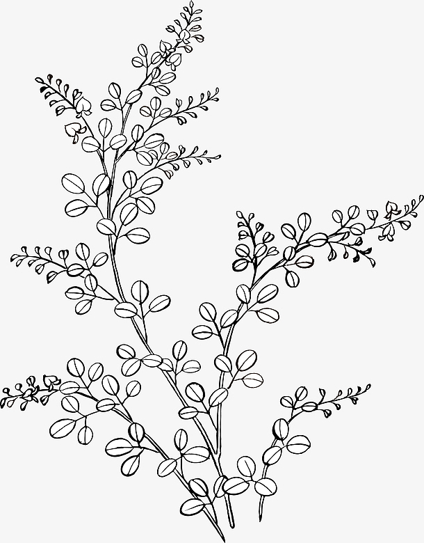 矢量手绘装饰线描植物图案