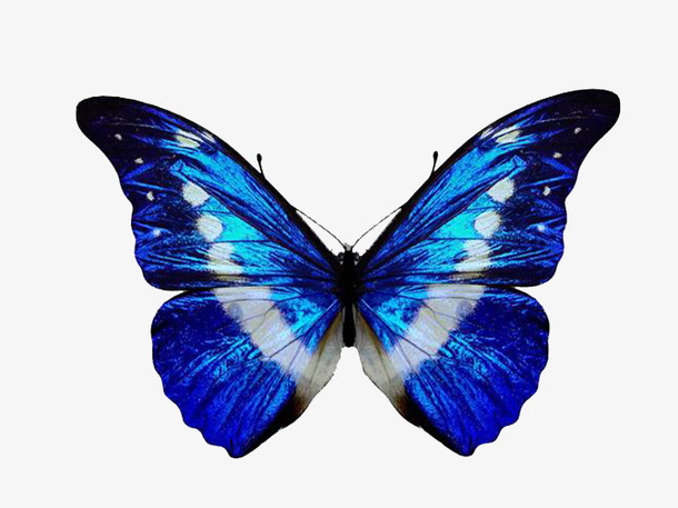关键词 : 蓝色,蝴蝶,梦幻,艺术[声明] 觅元素所有素材为用户免费分享