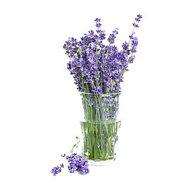 真薰衣草免扣素材