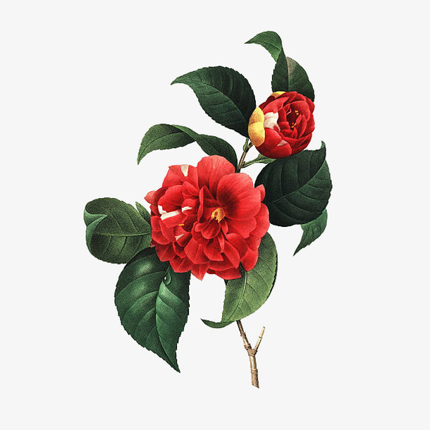 一枝红色山茶花复古插画免抠