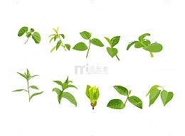 不同形状的茶树叶