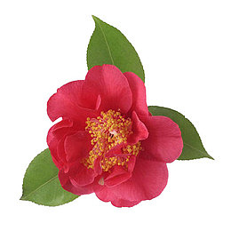 田园自然红色山茶花摄影PNG