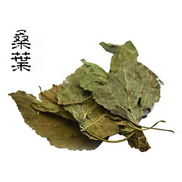 草药桑叶
