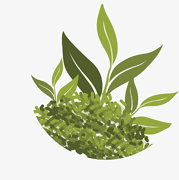 茶叶简笔画矢量茶叶