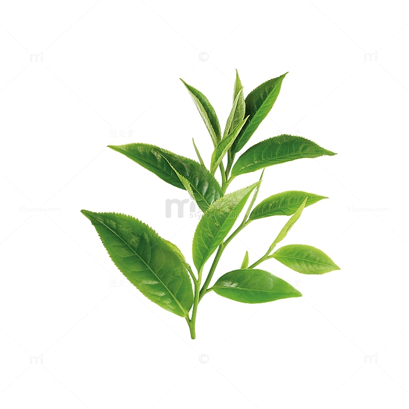 绿色植物茶叶