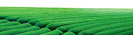 茶叶绿色田地梯田png