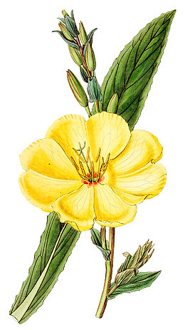 黄色金花茶
