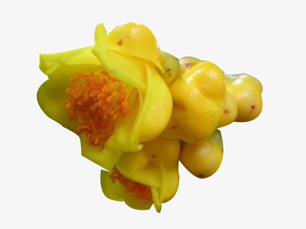 金花茶图片素材免费下载_觅元素