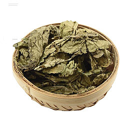 嫩叶桑叶茶