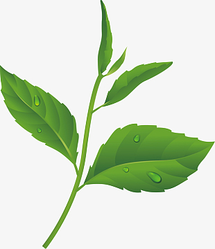 碧螺春茶叶(4773x5400)aipng茶叶水墨新鲜茶叶(4917x3961)aipng茶叶简