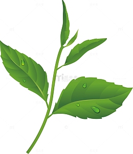 茶叶水墨新鲜茶叶