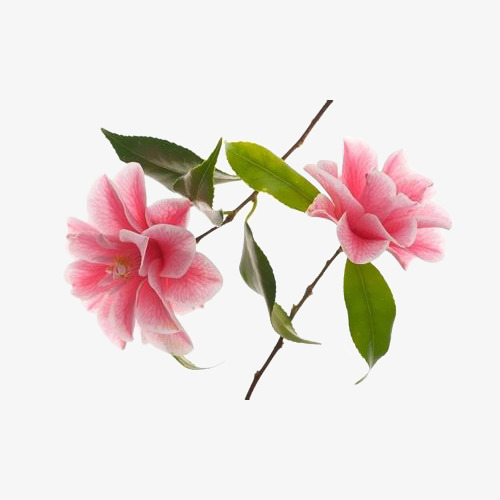 两枝粉色山茶花设计免抠免抠素材免费下载_觅元素51yuansu.com
