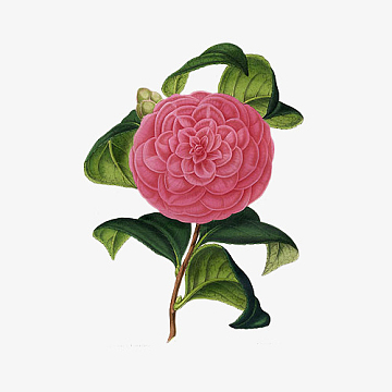 一枝复古手绘山茶花插画免抠