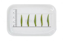 不同长度的毛尖茶叶