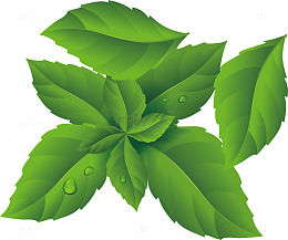 茶叶简笔画新鲜茶叶