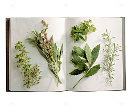 桂花花蕊叶子标本