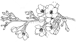 一支梅花简笔画线稿透明图