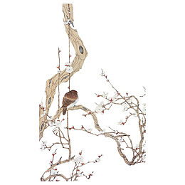 站在梅花花枝上的麻雀