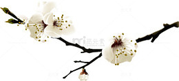 花卉专辑