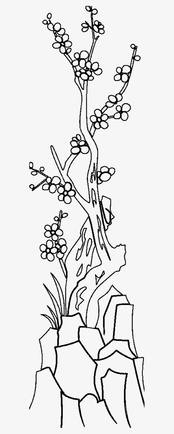 岩石丛上生长的梅花树简笔画