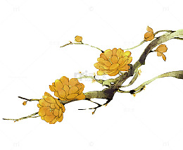 典雅的金梅花免抠素材