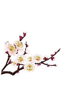 一支梅花