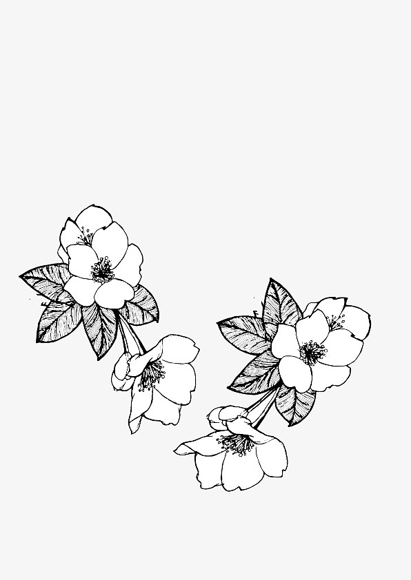 手绘黑白花卉花朵