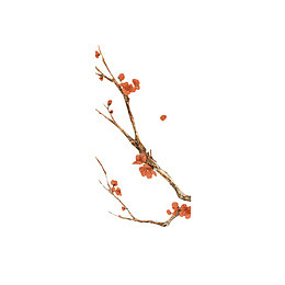 一枝梅花手绘装饰插图