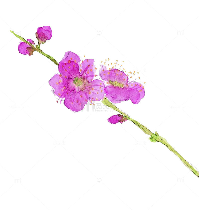 一支手绘梅花